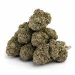 Jet Fuel Gelato Skunk THCa Flower