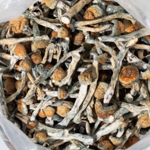 Wholesale Trinity magic mushrooms bulk lab-tested psilocybin capsules with Certificate of Analysis 60 count