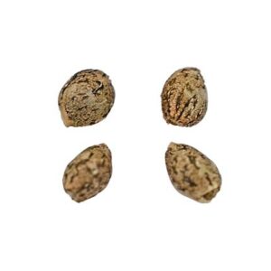 Buy CHEM STALLION SEEDS Online