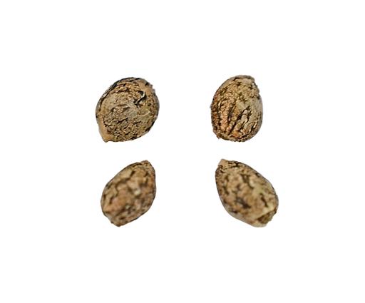 Buy CHEM STALLION SEEDS Online