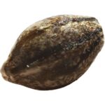 Buy EVERE5T SEEDS by erbaceous