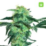 10 Buy White-Ice Feminized Seeds