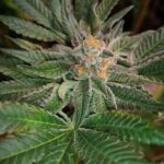Buy Blue D#5 Regular Cannabis Seeds Online