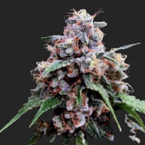 Lemon 18 Marijuana Strain Seeds