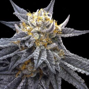 SSOG Strain Marijuana Seeds