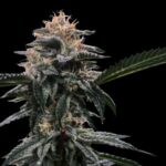 Buy Lime OZZ Feminized Cannabis Seeds