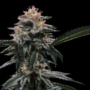 Buy Lime OZZ Feminized Cannabis Seeds