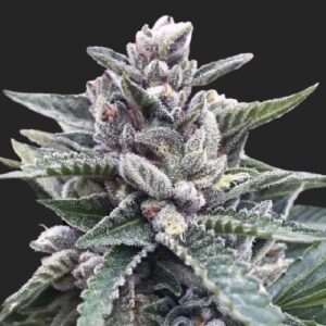 Kosher Sorbet Marijuana Seeds