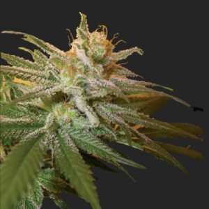 Kushberry Strain Marijuana Seeds