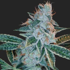 Lemon OG Kush Seeds