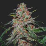 Lemon Skunk Marijuana Seeds