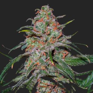 Lemon Skunk Marijuana Seeds