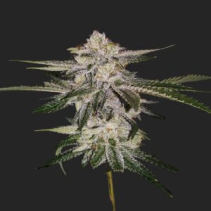 Miss U.S.A. Marijuana Seeds