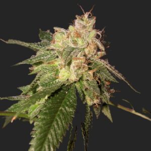 OG Kush Marijuana Seeds