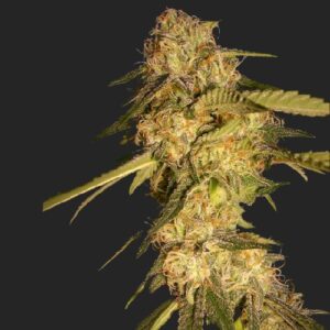 ReCon Marijuana Seeds