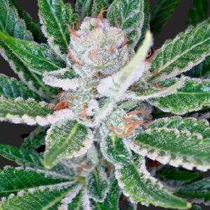 Sleestack Marijuana Seeds
