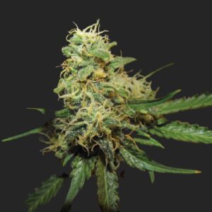 R.K.S. Marijuana Seeds