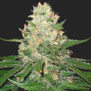 Rocklock Marijuana Seeds