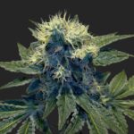 Sharksbreath Marijuana Seeds
