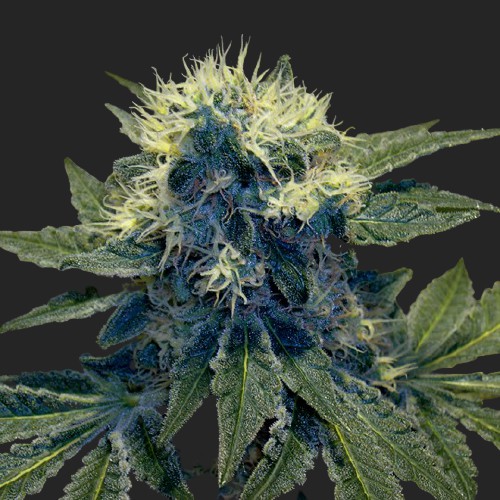Sharksbreath Marijuana Seeds