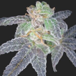Purple OG #18 Seeds
