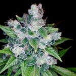 Kandy Kush X Skunk Regular Cannabis Seeds