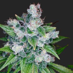 Kandy Kush Marijuana Seeds