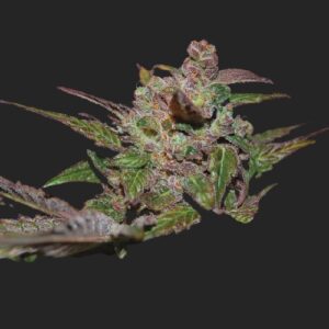 Purple Wreck Seeds