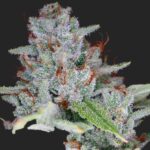 Skywalker Kush Seeds