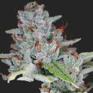 Skywalker Kush Seeds