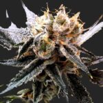 Sour Tangie Marijuana Seeds