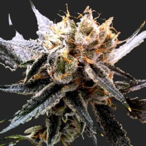 Sour Tangie Marijuana Seeds