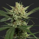 Strawberry Banana Marijuana Seeds