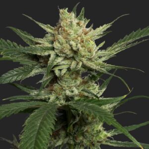 Strawberry Banana Marijuana Seeds