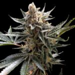 Buy Peach Sherbert OG Feminized Cannabis Seeds