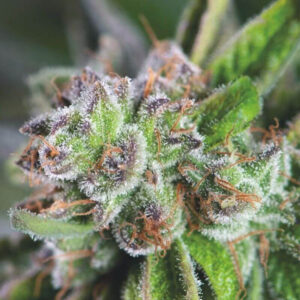 Buy Watermelon zkittlez feminised seeds